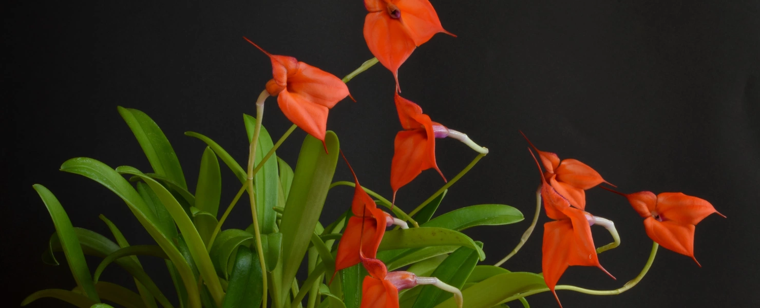 Leuchtend rote Dreieck-Orchideen mit langen, eleganten Blütenstielen vor einem schwarzen Hintergrund