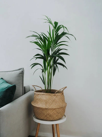 Kentia-Palme im Flechtkorb auf einem kleinen Tisch neben einem Sofa mit grünen Kissen in modernem Wohnraum.