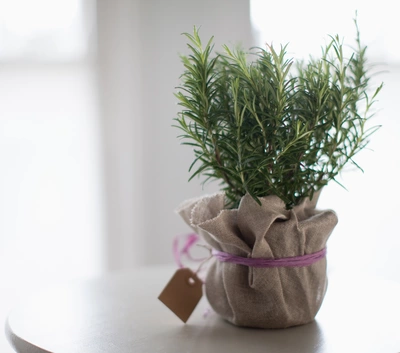 Gourmet-Rosmarin (Salvia rosmarinus) ist in einem kleinen Jutebeutel eingepackt, der mit einem lila Band zusammengebunden ist. Die Pflanze hat kräftige, grüne Blätter und verleiht dem Raum eine frische, natürliche Atmosphäre.