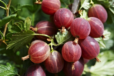 Rote Stachelbeeren in dichten Trauben am Strauch, umgeben von grünem Laub.
