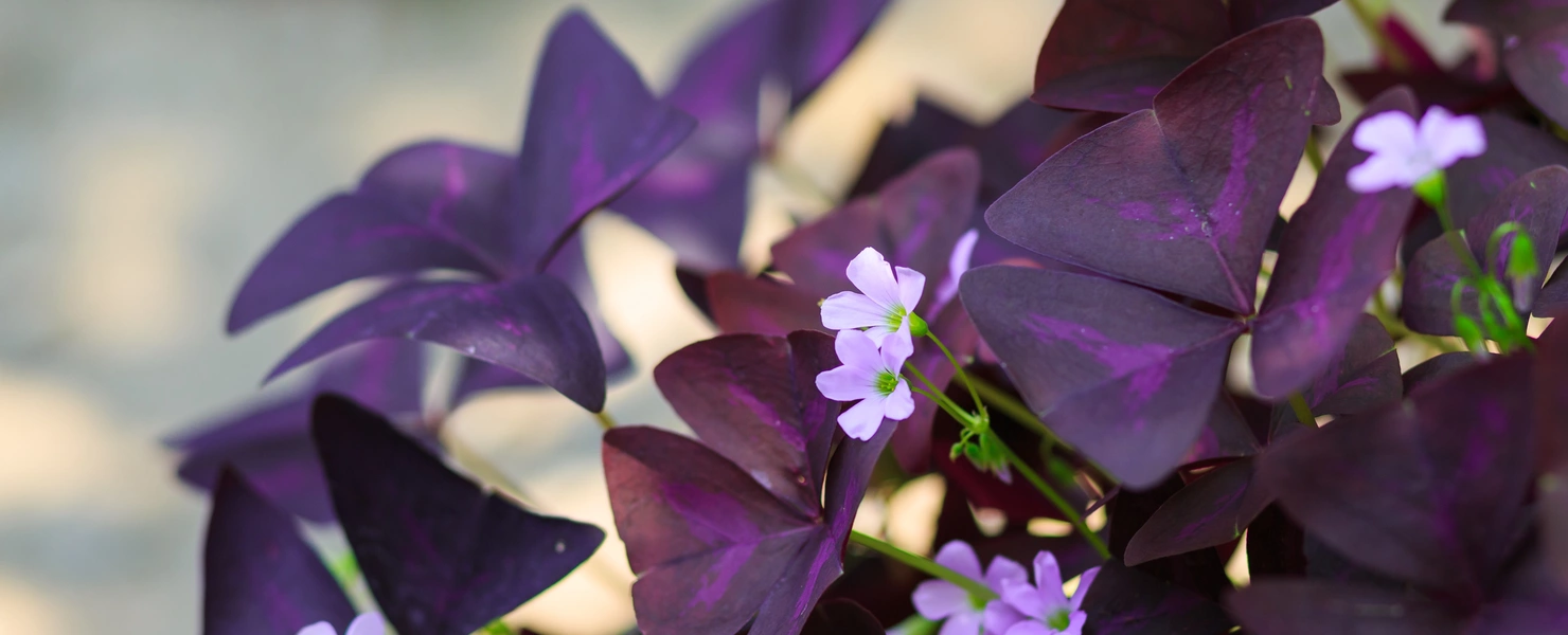 Das Bild zeigt einen Zimmerklee mit markanten, dunkelvioletten Blättern in Form von Dreiecken, begleitet von zarten, hellvioletten Blüten.