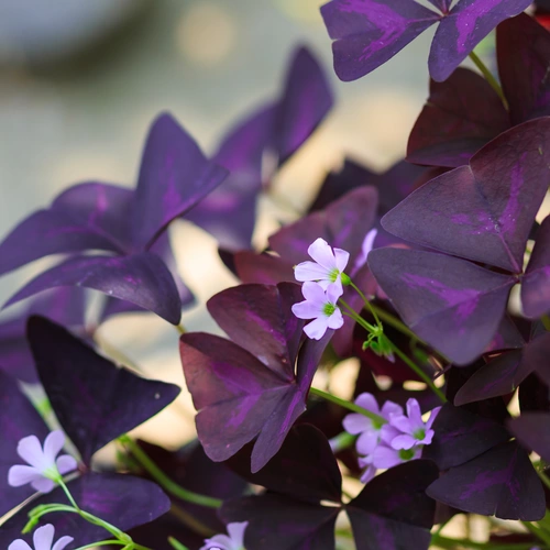 Das Bild zeigt einen Zimmerklee mit markanten, dunkelvioletten Blättern in Form von Dreiecken, begleitet von zarten, hellvioletten Blüten.