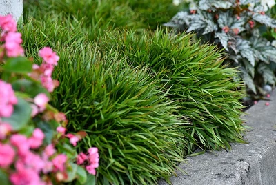 Mehrere Horste der Luzula pilosa ‘Igel’ als Beeteinfassung mit pinken Blüten im Vordergrund.