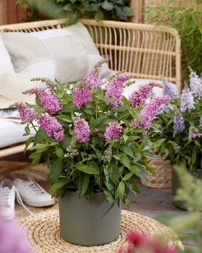 Buddleja 'Little Pink' in einem Blumentopf auf einer Terrasse.