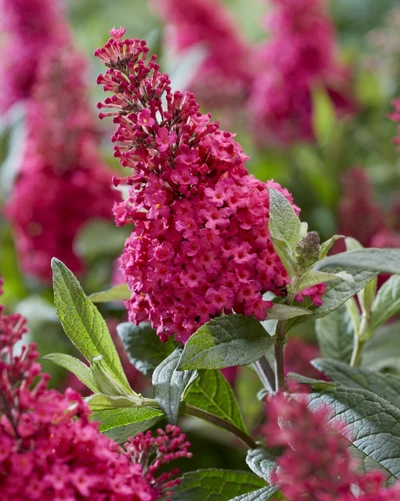  Nahaufnahme des Buddleja 'Little Ruby' mit leuchtend rubinroten Blüten.