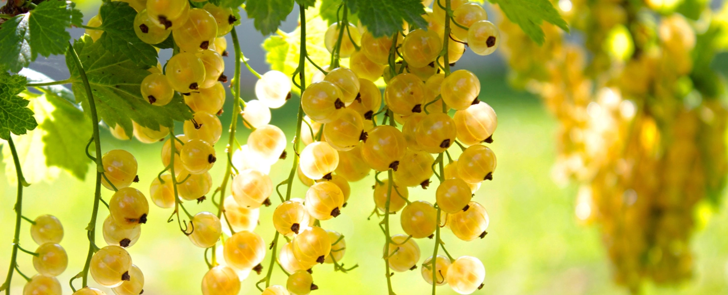Reife weiße Johannisbeeren hängen in langen, leuchtenden Trauben am Strauch.