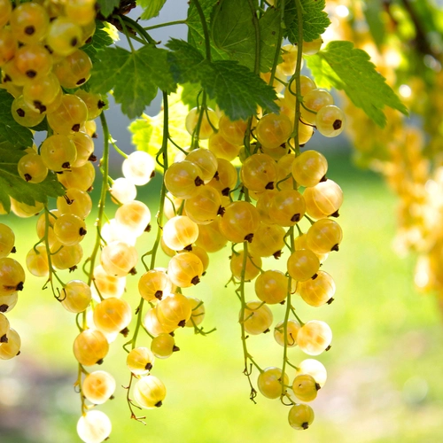 Reife weiße Johannisbeeren hängen in langen, leuchtenden Trauben am Strauch.