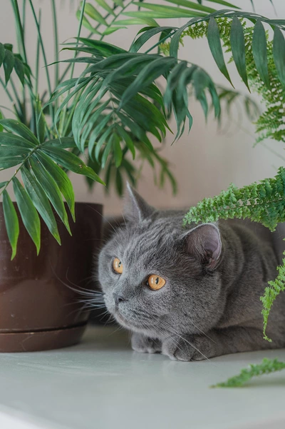 Graue Katze liegt zwischen Farnen und einer Bergpalme mit feinen, grünen Wedeln.