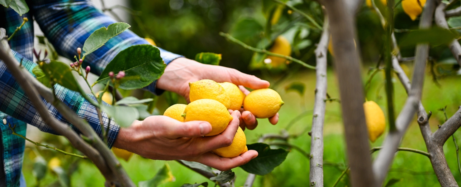 Mensch erntet reife gelbe Zitronen direkt vom Baum im Garten.