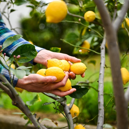 Mensch erntet reife gelbe Zitronen direkt vom Baum im Garten.