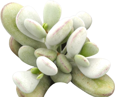 Cotyledon orbiculata 'Higginsiae' als Nahaufnahme