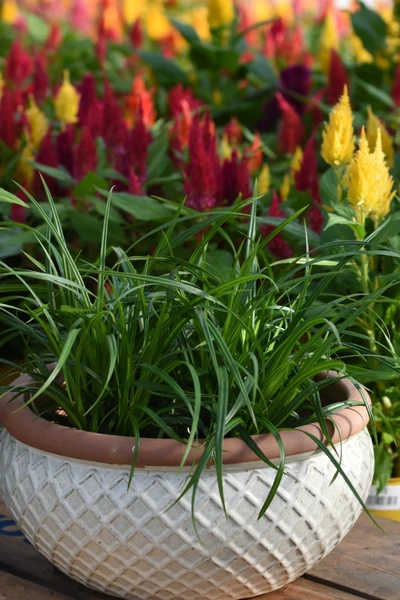 Detailaufnahme der Carex morrowii 'Irish Green' mit ihrem charakteristischen schmalen, dunkelgrünen Laub.