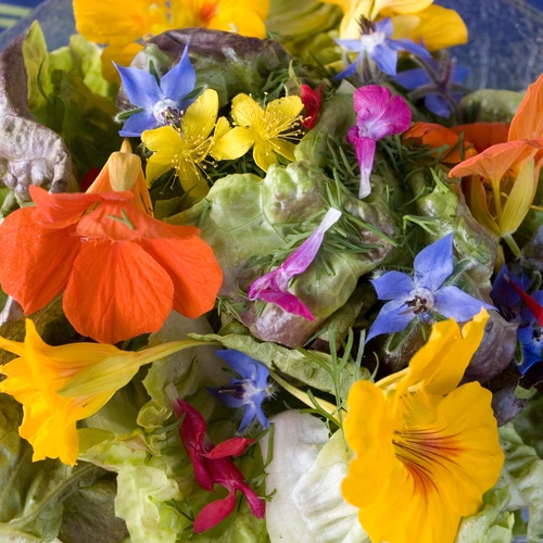 Eine bunte Mischung aus essbaren Blüten, darunter Orange- und Gelbtöne, die zusammen mit grünen Salatblättern eine lebendige und farbenfrohe Zusammenstellung bilden. Die Blüten verleihen dem Gericht einen frischen, natürlichen Look und sind dekorativ in einem Glasgefäß arrangiert.