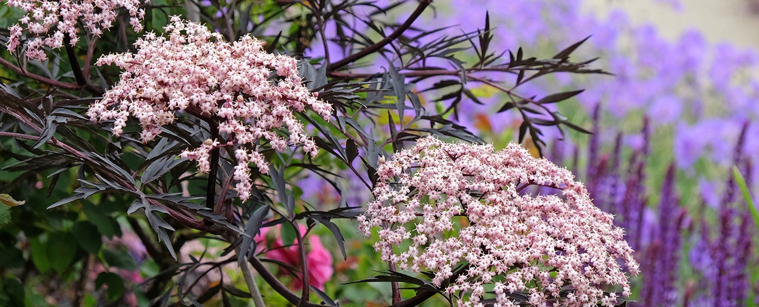 Schwarzer Holunder (Sambucus nigra) mit rosa Blütendolden im Gartenbeet vor violettem, verschwommenem Hintergrund.