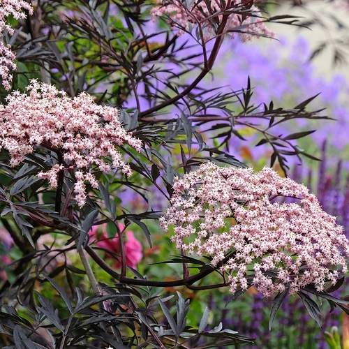 Schwarzer Holunder (Sambucus nigra) mit rosa Blütendolden im Gartenbeet vor violettem, verschwommenem Hintergrund.