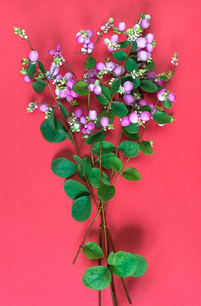 Mehrere Zweige der Schneebeere mit rosa Beeren und grünen Blättern auf rotem Hintergrund.
