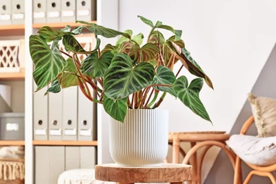 Philodendron verrucosum in einem weißen, geriffelten Topf.