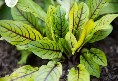 Blut-Sauerampfer (Rumex sanguineus) Pflanze mit leuchtend grünen Blättern, die markante rote Adern aufweisen. Die Blätter sind frisch und gesund, was der Pflanze ein lebendiges und dekoratives Aussehen verleiht.