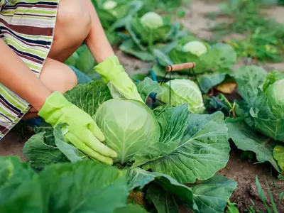 Weißkohl im Gemüsegarten, bereit zur Ernte.