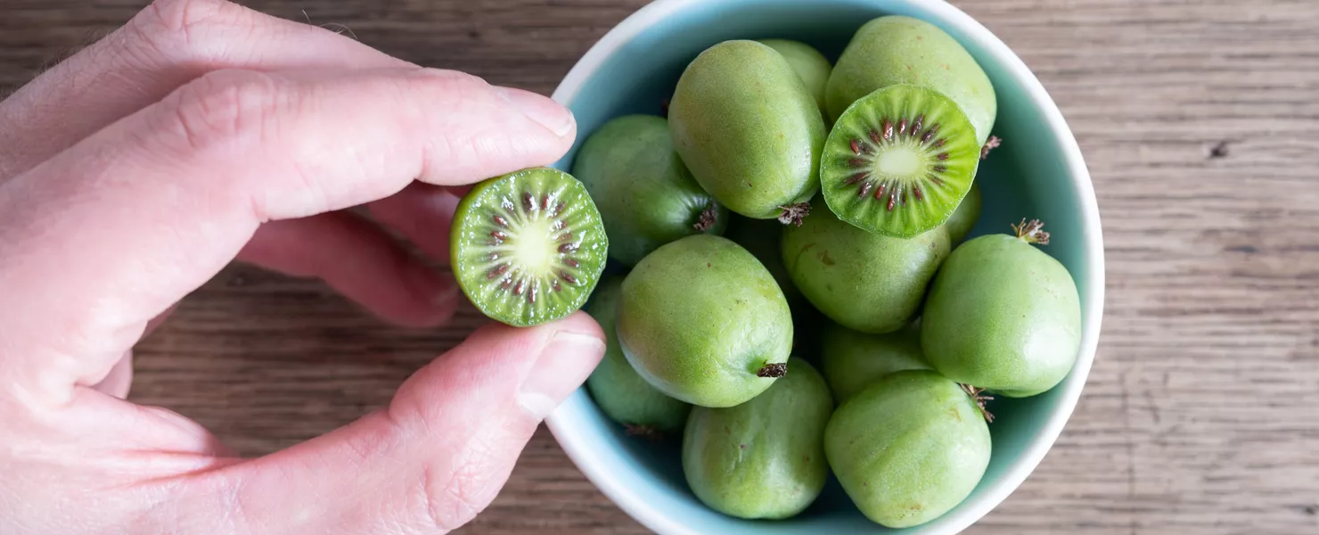 Hand hält eine aufgeschnittene Terrassen-Kiwi über einer Schale mit ganzen Früchten.
