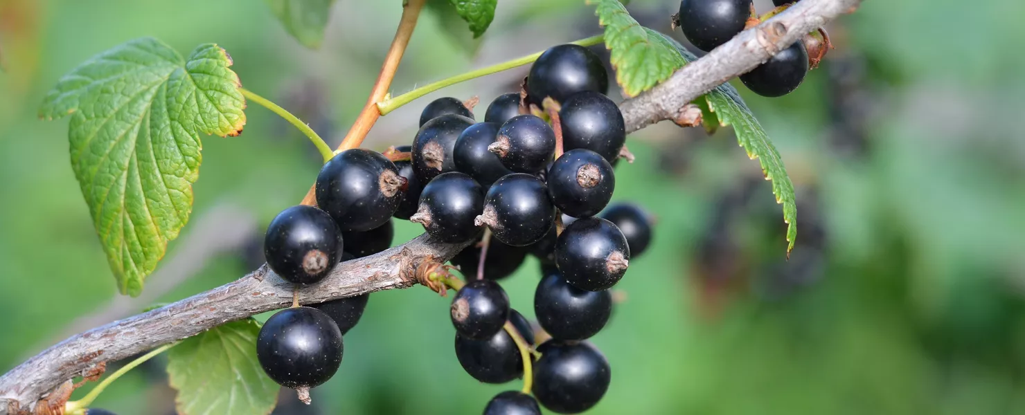 Reife schwarze Johannisbeeren hängen dicht an einem Zweig mit grünen Blättern.