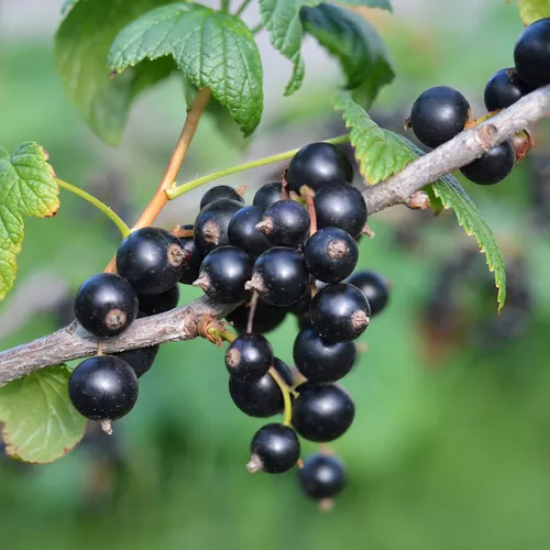 Reife schwarze Johannisbeeren hängen dicht an einem Zweig mit grünen Blättern.
