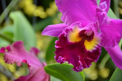 Nahaufnahme einer Königin der Orchidee mit lila Blüten