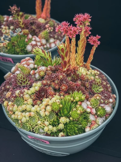Farbenfrohe Hauswurz-Schale mit Blüten und Rosetten.