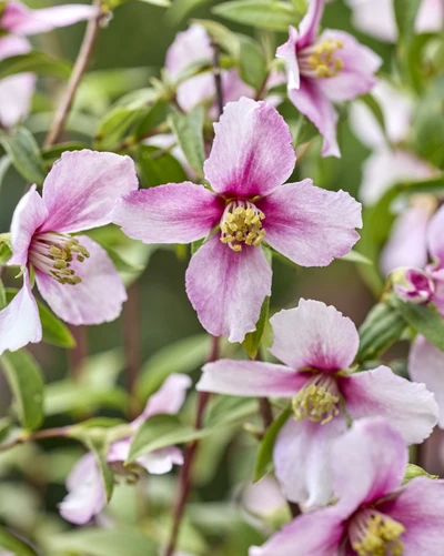 Zart rosa Blüten des Gartenjasmins Philadelphus ‘Petite Perfume Pink’ in Nahaufnahme.
