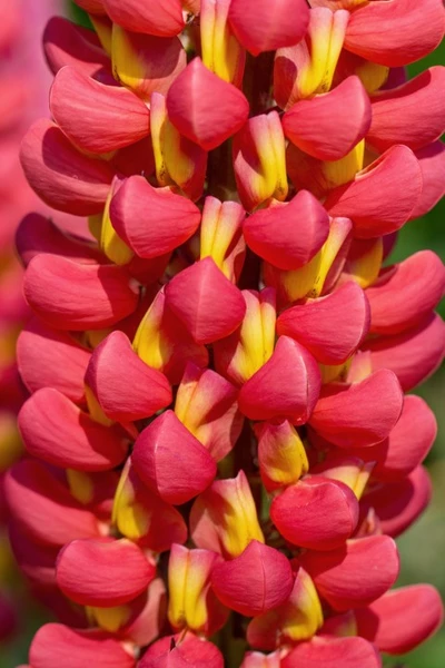 Nahaufnahme der zweifarbigen Blüten der Lupine 'Westcountry Tequila Flame' (Lupinus Hybrida 'Westcountry Tequila Flame') in Rot und Gelb.