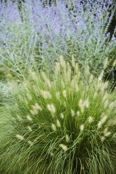 Kompakter Horst des Zwerg-Lampenputzergrases 'Tiny Twinkler' mit feinen, hellen Blütenähren vor blau blühendem Perovskia im Garten.