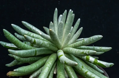 Detailaufnahme der sukkulenten Pflanze Senecio scaposus mit dickfleischigen, silbrig-grünen Blättern vor dunklem Hintergrund.