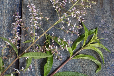 Blühende Zweige der Zitronenverbene mit kleinen, zarten violett-weißen Blüten und länglichen grünen Blättern liegen auf einer rustikalen Holzbasis.