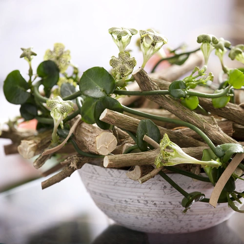 Arrangement mit Fallschirmblume und Holzstücken in einer dekorativen Schale