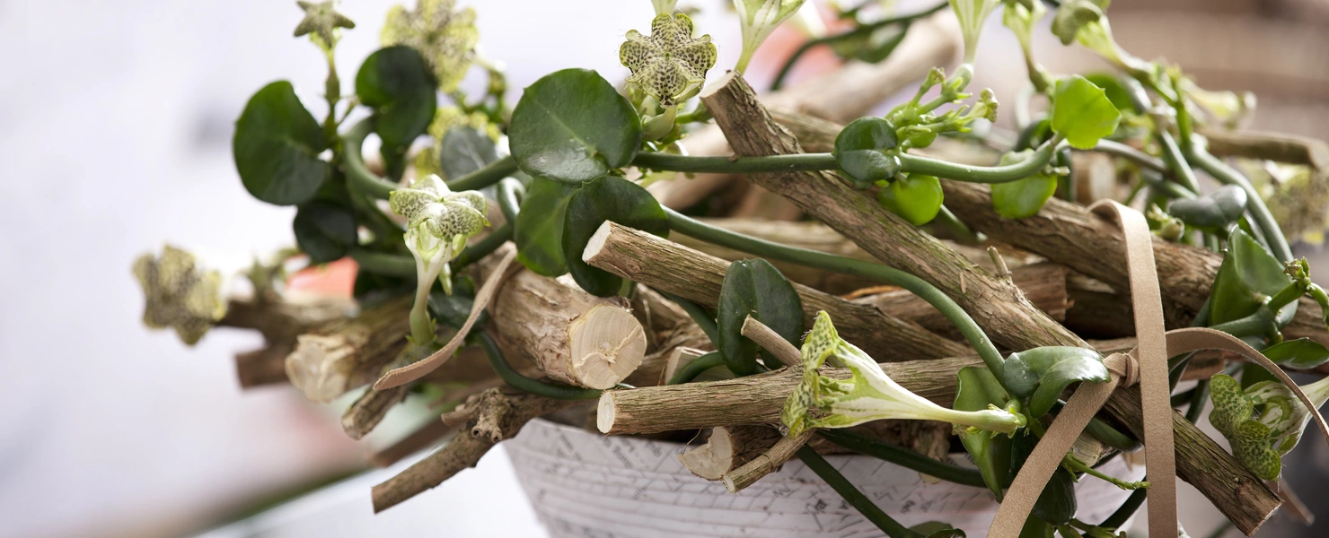 Arrangement mit Fallschirmblume und Holzstücken in einer dekorativen Schale