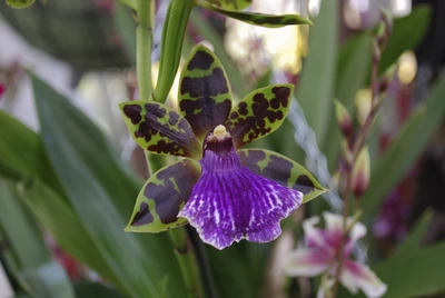 Eine Regenwald-Orchidee mit auffälligen grün-braun gefleckten Blütenblättern und einer kräftig violetten Lippe, die weiße Akzente trägt, vor einem unscharfen Hintergrund mit grünen Blättern