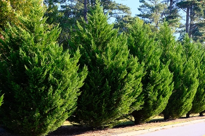 Reihe von jungen, kegelförmigen Leylandii-Bäumen entlang einer Straße, die einen dichten grünen Sichtschutz bilden.