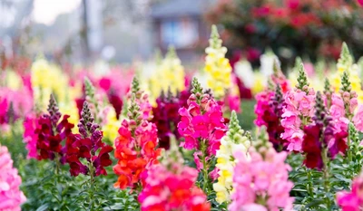 Löwenmäulchen (Antirrhinum majus) in Gelb, Rot, Pink und Weiß in voller Blüte, dicht nebeneinander in einem Gartenbeet wachsend.