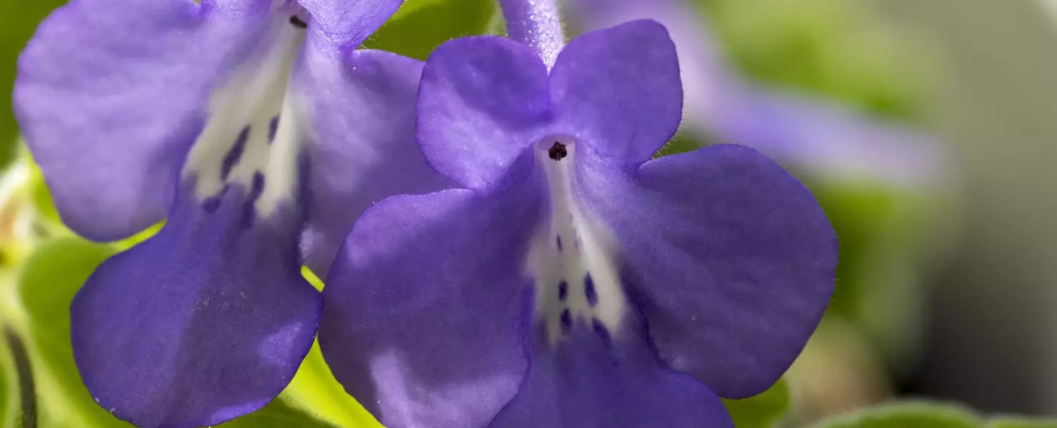 Blüten der Blauen Drehfrucht aus der Nähe