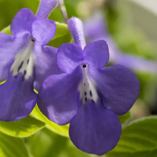 Blüten der Blauen Drehfrucht aus der Nähe