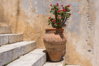 Christusdorn-Pflanze mit roten Blüten in einem großen Terrakotta-Topf vor einer alten Mauer