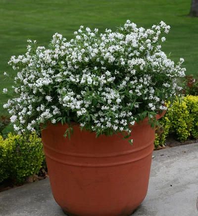 Kompakt wachsender Zwerg-Maiblumenstrauch (Deutzia) in einem großen Terrakottatopf voller weißer Blüten.