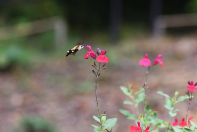 Eine Blüten-Salbei (Salvia splendens) Pflanze mit roten Blüten, die von einem Schmetterling umflogen werden. Die Blütenstängel sind schlank und die Pflanze wächst in einem natürlichen Umfeld, was der Szene eine ruhige, naturnahe Atmosphäre verleiht.