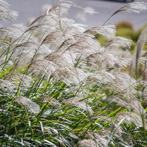 Miscanthus sinensis 'Miss Mini' mit silbrigen Blütenwedeln im Sommergarten.