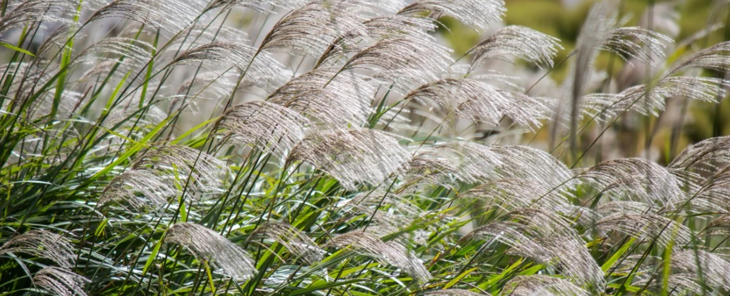Miscanthus sinensis 'Miss Mini' mit silbrigen Blütenwedeln im Sommergarten.