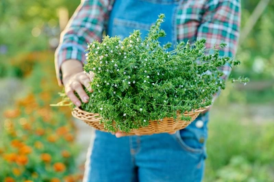 Eine Person trägt einen Korb voller frischem Sommer-Bohnenkraut (Satureja hortensis), das üppig und grün ist. Die Pflanze ist von kleinen weißen Blüten gesäumt, und im Hintergrund sind orangefarbene Blumen zu sehen, die das Bild lebendig machen.