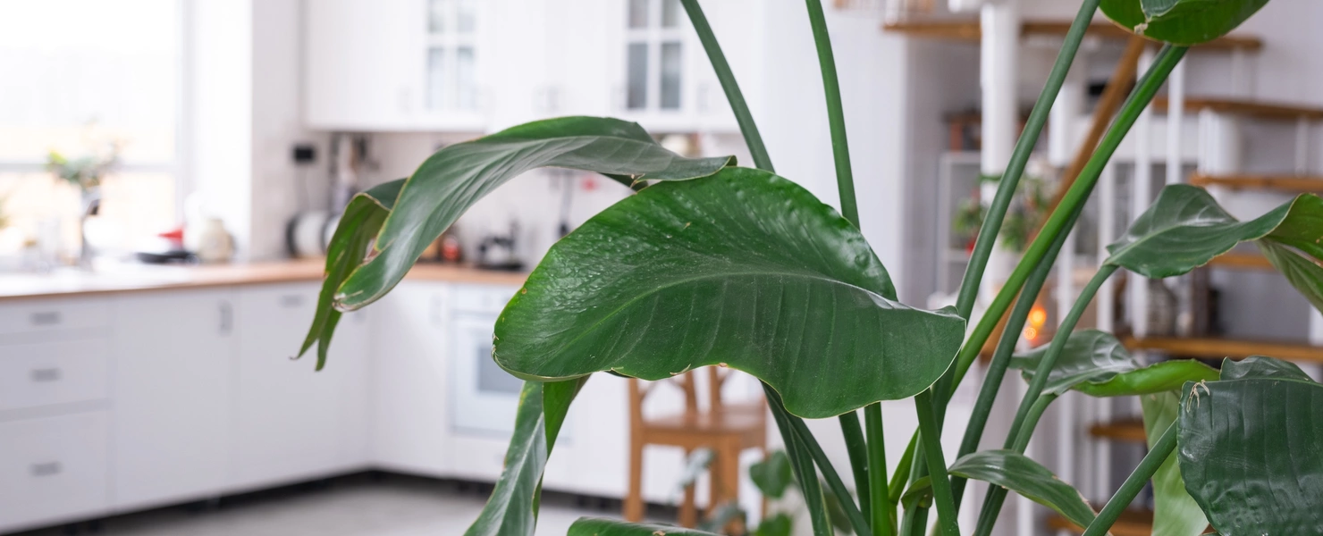 Eine Paradiesvogelblume mit ihren großen, glänzenden, grünen Blättern steht im Vordergrund eines modernen, hellen Küchenbereichs