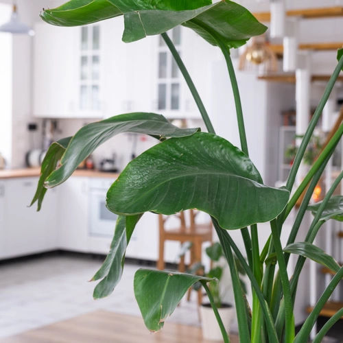 Eine Paradiesvogelblume mit ihren großen, glänzenden, grünen Blättern steht im Vordergrund eines modernen, hellen Küchenbereichs