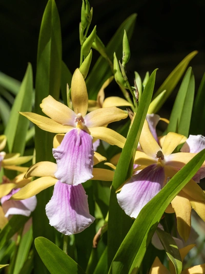 Das Bild zeigt gelbe Orchideen mit markanten violetten und weißen Blütenblättern, die zwischen den scharf gezeichneten grünen Blättern hervorstechen.