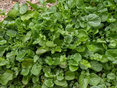 Dichte Winterkresse-Pflanzen mit sattem Grün im Garten.